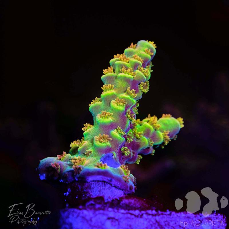 Acropora bigR Walt Disney Original